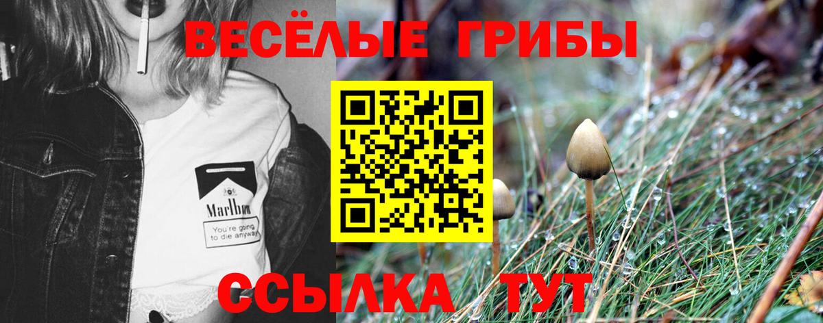 Находка  Псилоцибиновые грибы прущие грибы  наркотики  Псилоцибиновые грибы Psilocybe  Вход с VPN 